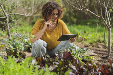 Woman picking herb while looking at digital tablet in garden - SBOF03138