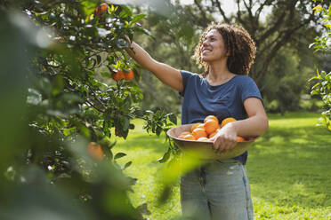 Lächelnde Frau pflückt Orangen vom Baum im Garten - SBOF03154