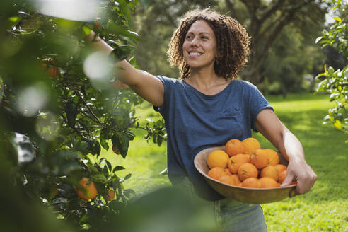 Smiling curly haired woman with basket picking oranges from tree in garden - SBOF03155