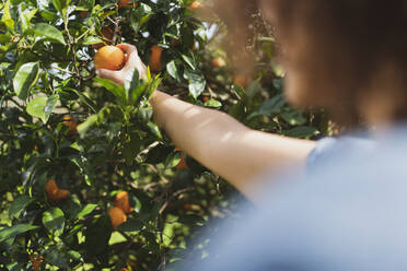 Woman picking oranges from tree in in garden - SBOF03156