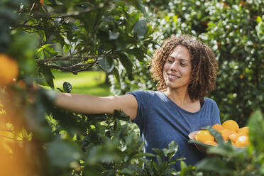 Frau pflückt frische Orangen vom Baum im Garten - SBOF03160