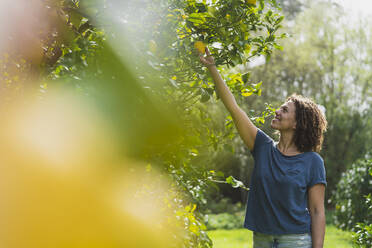 Smiling woman picking lemons from tree in garden - SBOF03163