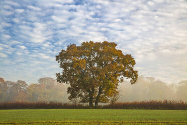 Autum leaves on oak tree in morning mist, Highclere, Hampshire, England, United Kingdom, Europe - RHPLF19323