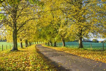 Allee von Herbstbuchen mit bunten gelben Blättern, Newbury, Berkshire, England, Vereinigtes Königreich, Europa - RHPLF19324