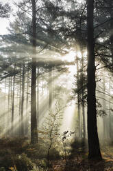 Sonnenstrahlen brechen durch den Nebel in einem Wald mit Waldkiefern, Newtown Common, Hampshire, England, Vereinigtes Königreich, Europa - RHPLF19325