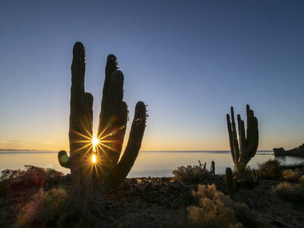 Sonnenaufgang auf der Mexikanischen Riesenkardone (Pachycereus pringlei), Isla San Esteban, Baja California, Mexiko, Nordamerika - RHPLF19339