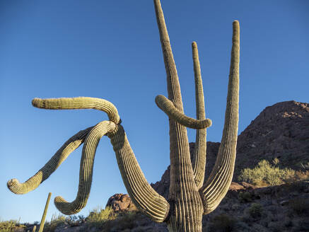 Saguaro-Kaktus (Carnegiea gigantea), Organ Pipe Cactus National Monument, Sonoran-Wüste, Arizona, Vereinigte Staaten von Amerika, Nordamerika - RHPLF19341