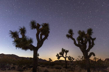 Joshua-Baum (Yucca brevifolia), bei Nacht im Joshua Tree National Park, Mojave-Wüste, Kalifornien, Vereinigte Staaten von Amerika, Nordamerika - RHPLF19344