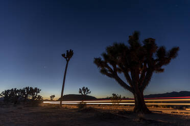 Joshua-Baum (Yucca brevifolia), bei Nacht im Joshua Tree National Park, Mojave-Wüste, Kalifornien, Vereinigte Staaten von Amerika, Nordamerika - RHPLF19345