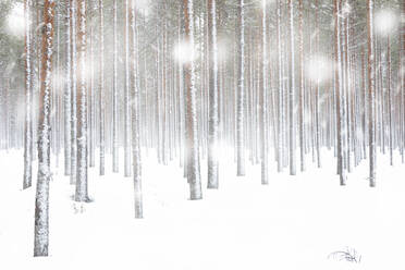 Weiße Schneeflocken fallen auf gefrorene Baumstämme im arktischen Wald, Lappland, Finnland, Europa - RHPLF19360