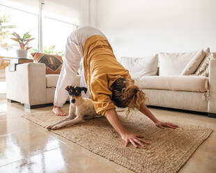 Obedient Ratonero Bodeguero Andaluz dog lying on carpet while female performing Adho Mukha Svanasana asana in light living room in daytime - ADSF21211