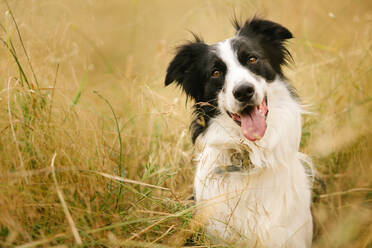 Liebenswerter flauschiger Border Collie Hund sitzt mit herausgestreckter Zunge im Gras auf einem Feld und schaut in die Kamera - ADSF21216