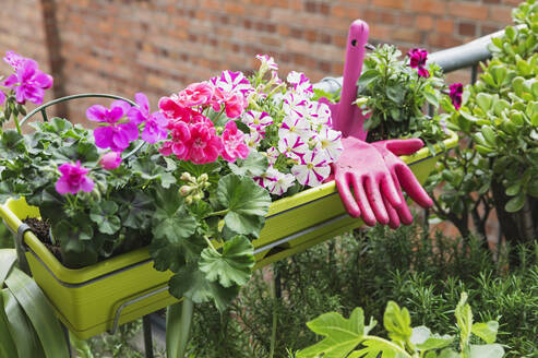 Potted flowers on balcony - GWF06912