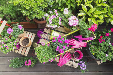 Potted flowers on balcony - GWF06913
