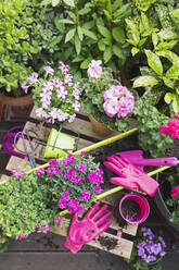 Potted flowers on balcony - GWF06915