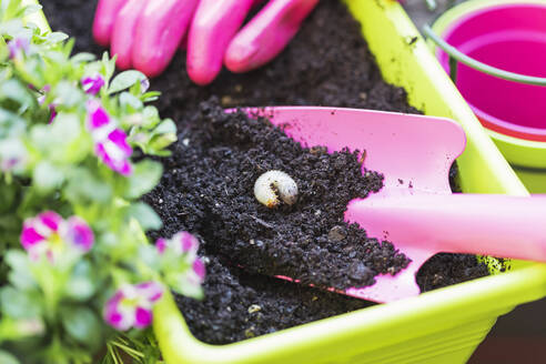 Close up of grub on gardening shovel in plant pot - GWF06918