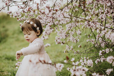 Baby girl playing with flowers of cherry tree in springtime - GMLF01076