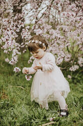 Baby girl playing with cherry tree flowers in springtime - GMLF01081