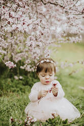Baby girl playing with cherry tree flowers in springtime - GMLF01083