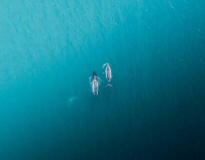 Top view of sharks swimming under clear turquoise water of ocean on sunny day in Australia - ADSF21396