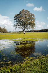 Baum auf grasbewachsener Wiese in der Nähe eines kleinen ruhigen, mit Moos bewachsenen Teichs in einem friedlichen Nationalpark in Australien - ADSF21408