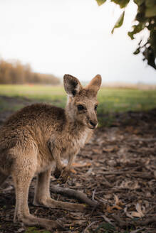 Seitenansicht eines bezaubernden östlichen grauen Känguru-Joys, das auf trockenem Boden in der Nähe einer grasbewachsenen Wiese in einem Nationalpark in Australien steht - ADSF21409