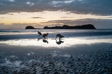 Silhouettes of adorable kangaroos walking on wet sandy beach of waving ocean in picturesque Cape Hillsborough National Park against cloudy sunset sky - ADSF21418