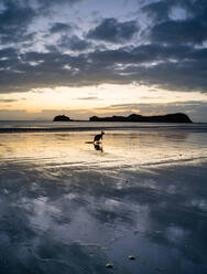 Silhouettes of adorable kangaroo walking on wet sandy beach of waving ocean in picturesque Cape Hillsborough National Park against cloudy sunset sky - ADSF21419