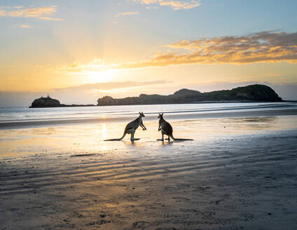 Seitenansicht von Kängurus, die miteinander am nassen Strand in der Nähe des Ozeans kämpfen, vor dem Hintergrund des Sonnenuntergangs in Australien - ADSF21420