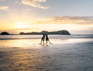 Side view of kangaroos fighting with each other on wet beach near ocean on background of sundown sky in Australia - ADSF21421