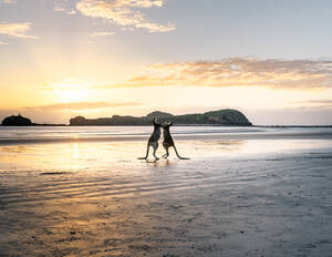 Seitenansicht von Kängurus, die miteinander am nassen Strand in der Nähe des Ozeans kämpfen, vor dem Hintergrund des Sonnenuntergangs in Australien - ADSF21421