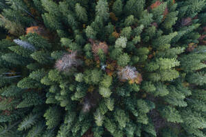 Drohnenansicht eines grünen Nadelwaldes im Herbst - RUEF03250