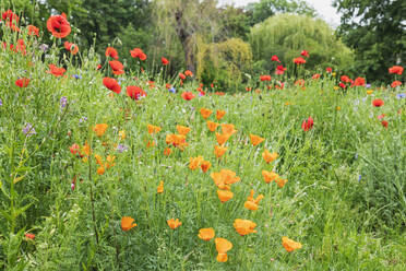 Deutschland, Sachsen, Leipzig, Rote und orangefarbene Mohnblumen blühen im Palmengarten - GWF06924