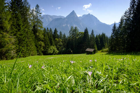 Green alpine meadow with lone hut in background - LBF03462
