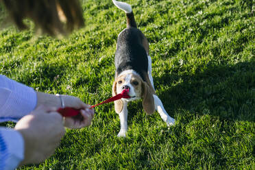 Playful dog pulling leash from woman at park - ABZF03471