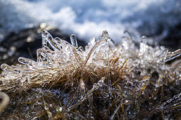 Nahaufnahme von trockenem gefrorenem Gras mit Eis bedeckt an einem sonnigen Tag im Winter in Norwegen - ADSF21465