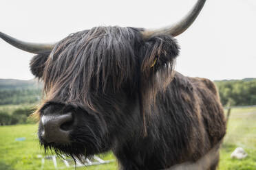 Braune Hochlandrinder mit flauschiger Schnauze grasen auf einer grünen Wiese in Schottland - ADSF21539