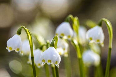 Frühlingsschneeflocken (Leucojum vernum) blühen im Frühling - SRF00899