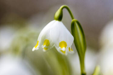 Spring snowflake (Leucojum vernum) blooming in spring - SRF00900