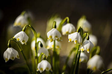 Spring snowflakes (Leucojum vernum) blooming in spring - SRF00901