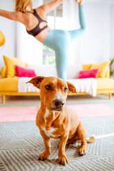 Niedlicher kleiner Hund, der im Wohnzimmer sitzt, während eine nicht erkennbare Besitzerin in Sportkleidung auf einer Matte balanciert und zu Hause auf unscharfem Hintergrund Yoga übt - ADSF21731