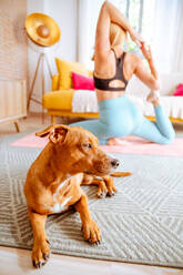 Niedlicher kleiner Hund, der im Wohnzimmer sitzt, während eine nicht erkennbare Besitzerin in Sportkleidung auf einer Matte balanciert und zu Hause auf unscharfem Hintergrund Yoga übt - ADSF21732