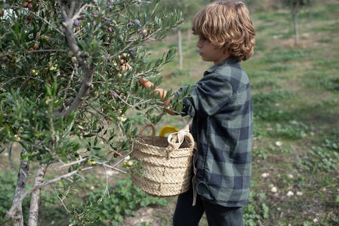 Seitenansicht eines niedlichen kleinen Jungen in Freizeitkleidung, der frische reife Oliven vom Baum in einen Strohkorb sammelt, während er auf einer Plantage an einem sonnigen Tag arbeitet - ADSF21759