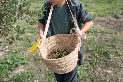 Von oben von adorable lässigen Kind mit blonden Haaren mit kleinen Gartenarbeit Harke in der Hand demonstriert gepflückten Oliven in basked während stehend in der Nähe von Baum in der Landschaft - ADSF21760