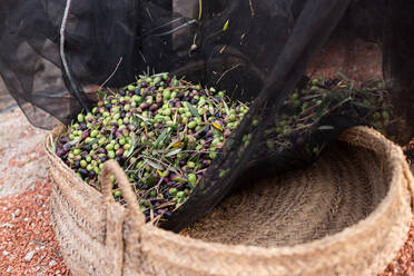 Von oben auf einen Stapel frischer schwarzer und grüner Oliven in einem schwarzen Erntenetz in einem Rattankorb auf dem Lande - ADSF21762