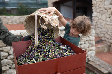 Konzentrierter kleiner Junge, der einen Weidenkorb mit gepflückten reifen Oliven in eine Metallkiste leert, während er seinem anonymen Vater während der Erntezeit auf dem Lande hilft - ADSF21764