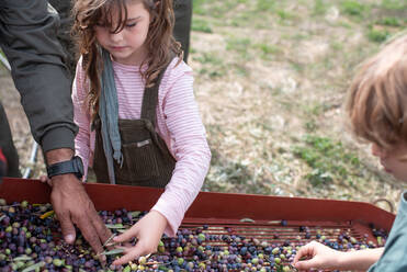 Hohe Winkel der Ernte unerkennbar Bauern mit kleinen Tochter und Sohn Trennung von schwarzen und grünen Oliven nach der Ernte in der Landschaft - ADSF21766