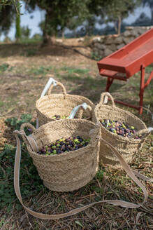 Frische schwarze und grüne Oliven in einem Weidenkorb aus Rattan auf dem Lande - ADSF21769