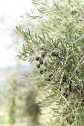 Ripe black olives growing on tree with fresh green leaves on sunny day in garden - ADSF21771