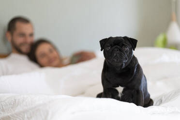 Mops-Hund auf dem Bett sitzend, während das Paar im Hintergrund kuschelt - SBOF03183